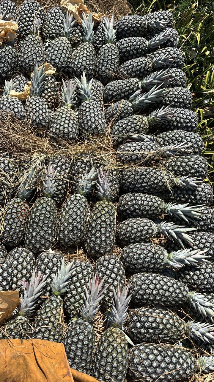 Abacaxi