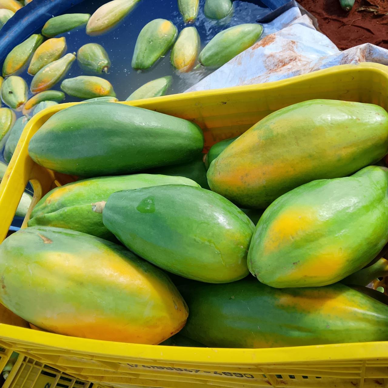 Mamão